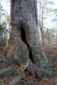 Ancient Poplar Tree