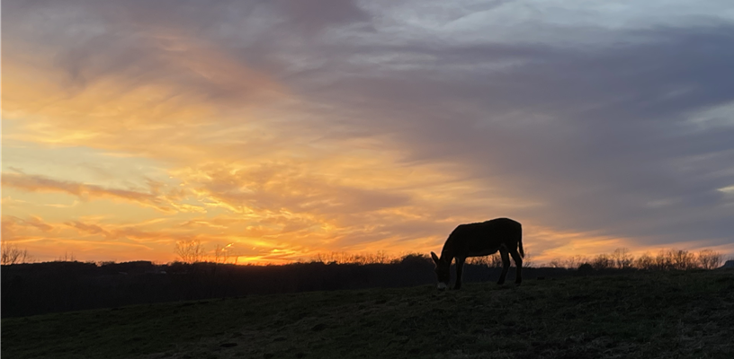 Livestock Emergency Response Training