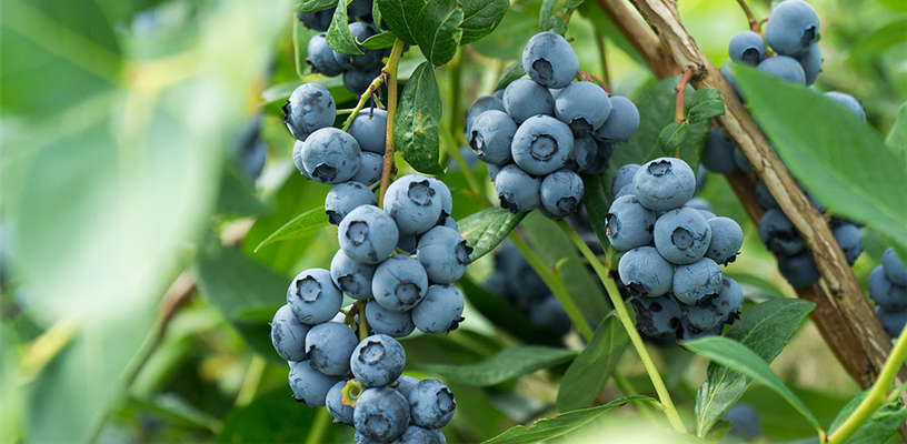 Forsyth County 4-H Annual Plant Presale